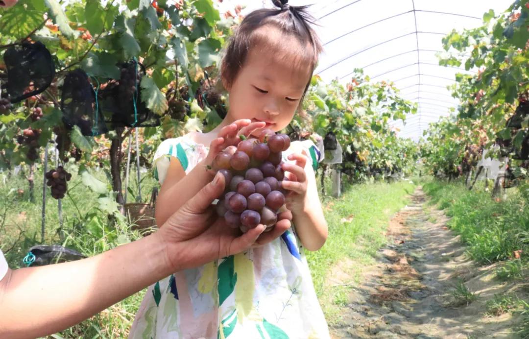 夏日果园下载，一场关于自然与科技的奇妙邂逅，夏日果园，自然与科技的奇妙融合下载体验