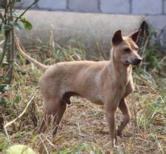 最新凉山猎犬打猎视频，见证自然狩猎的震撼瞬间，凉山猎犬狩猎实录，见证自然狩猎的震撼瞬间