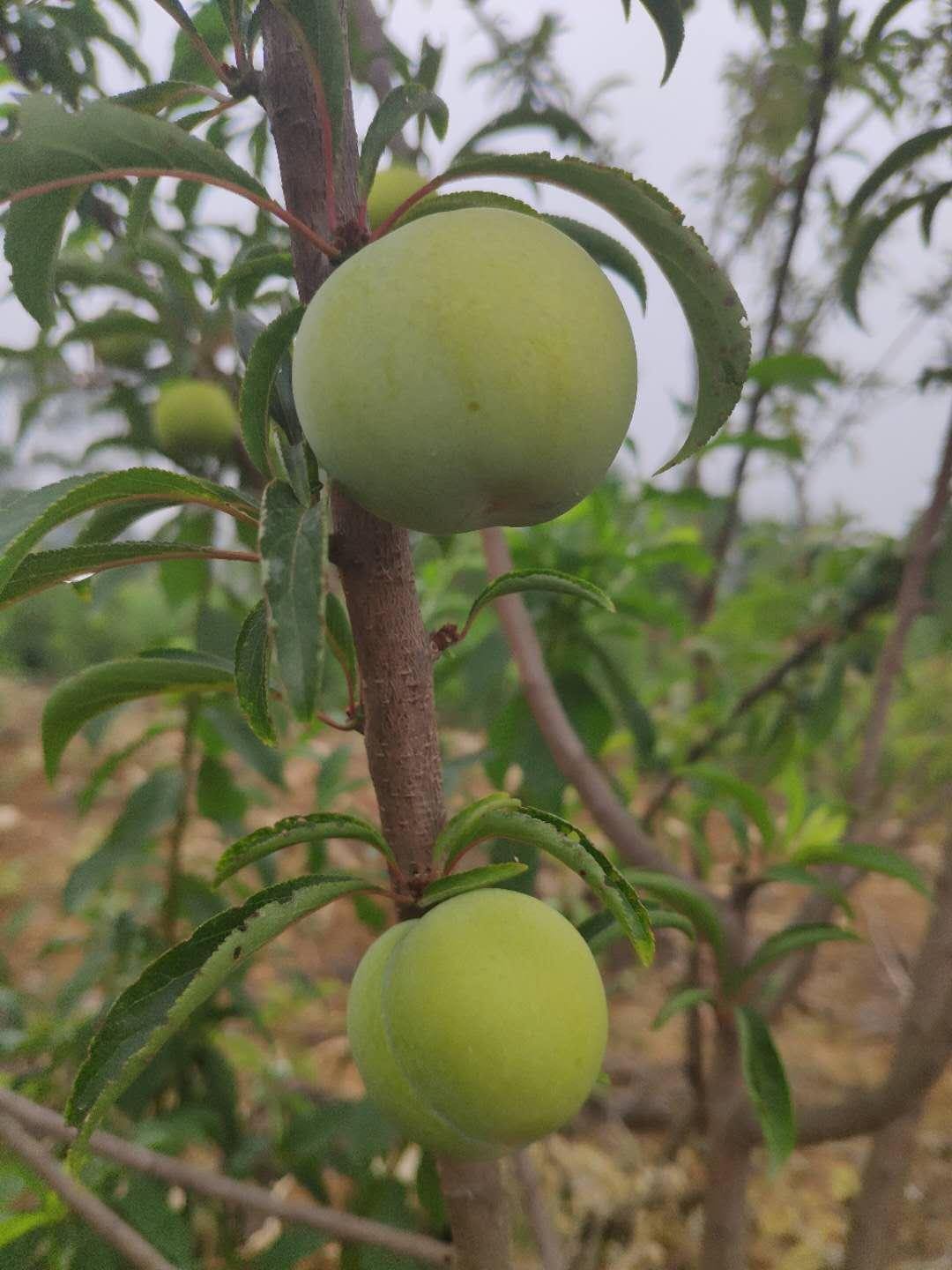 最新品种李子，探索自然馈赠的甜蜜奇迹，探索自然馈赠，最新品种李子甜蜜奇迹