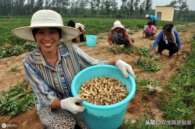 河南正阳花生最新价格及市场趋势分析，河南正阳花生最新价格及市场趋势分析