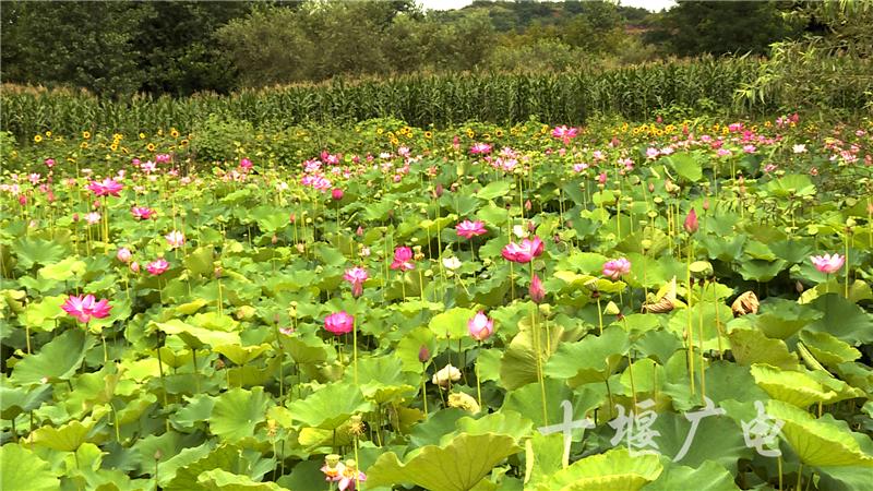 莲花县文化广电体育和旅游局最新发展规划，莲花县文旅局发布最新发展规划