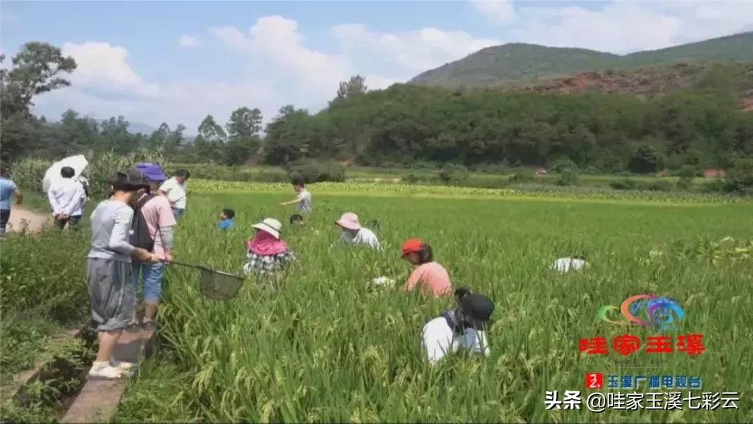 易门县交通运输局最新招聘信息解析，易门县交通运输局最新招聘启事解析