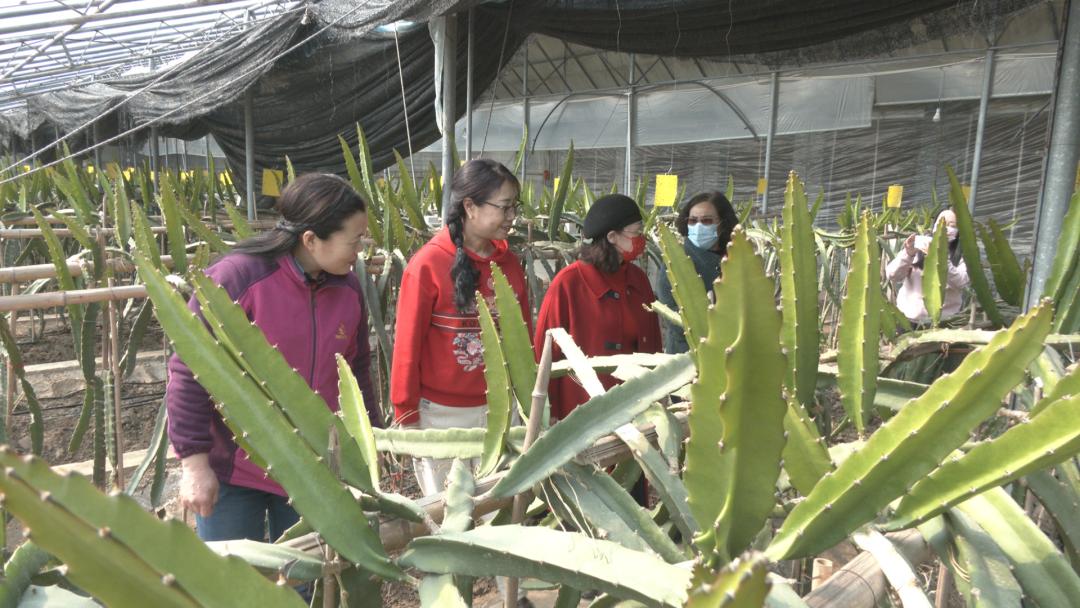 前所果树农场最新领导引领创新发展之路，前所果树农场新领导引领创新发展之路