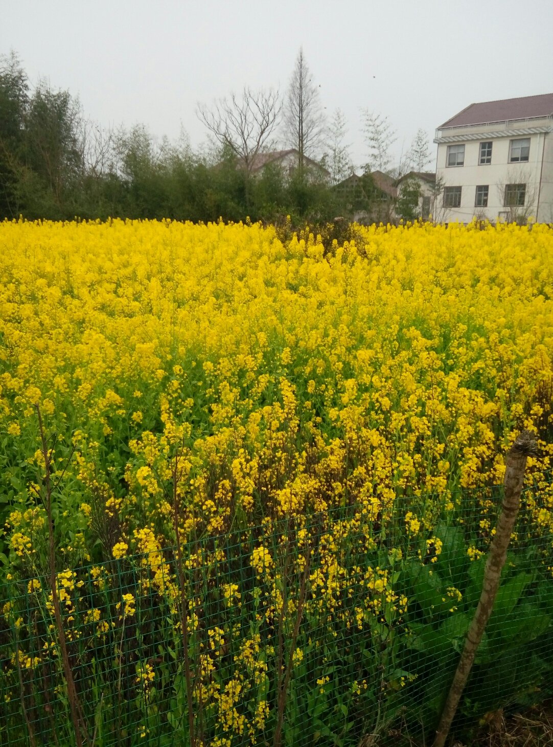 鼎城区园艺场最新天气预报，探索自然与科技的和谐共生，探索自然与科技的和谐共生，鼎城区园艺场最新天气预报