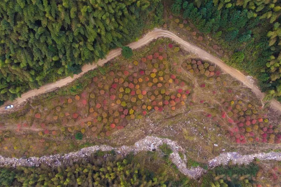 龙渣瑶族乡最新天气预报，探索自然与文化的完美融合，龙渣瑶族乡，自然与文化的完美融合，天气预报为您导航