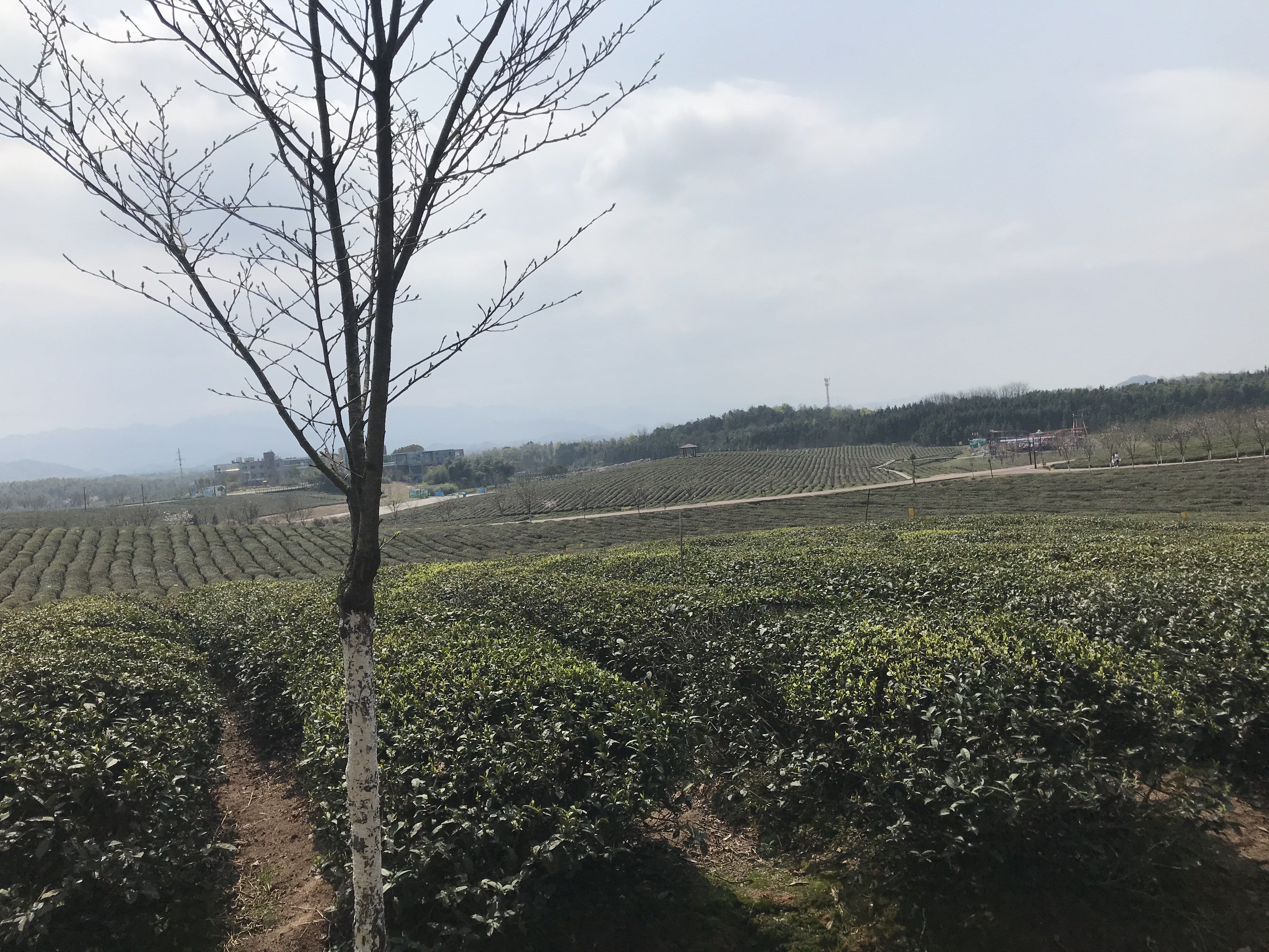 茶庵乡最新天气预报，云卷云舒，晴雨交织的田园诗篇，茶庵乡晴雨交织的田园天气预报